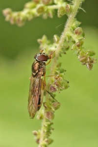 Melanostoma scalare, hoverfly, female, Alan Prowse